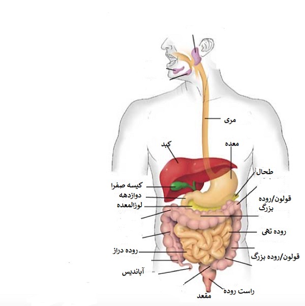 دکتر فرزانه نیکوبین | متخصص رادیوانکولوژی اصفهان | شیمی درمانی اصفهان